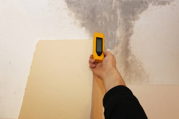 Best Crawl Space Mold Remediation  in Leadville, CO