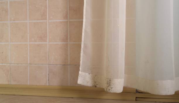 Best Mold-Related Health Consultation  in Leadville, CO
