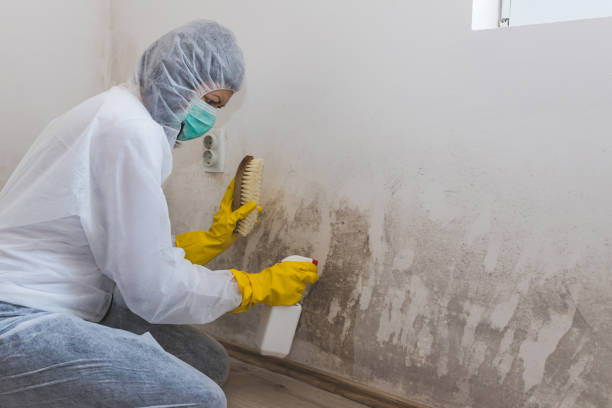 Best Basement Mold Removal  in Leadville, CO