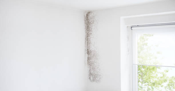 Best Black Mold Removal  in Leadville, CO