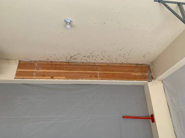 Best HVAC Mold Inspection and Cleaning  in Leadville, CO