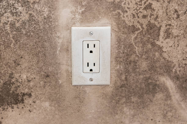  Leadville, CO Mold Removal Pros