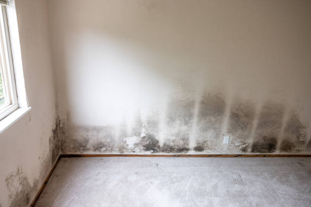 Best Real Estate Mold Inspection  in Leadville, CO