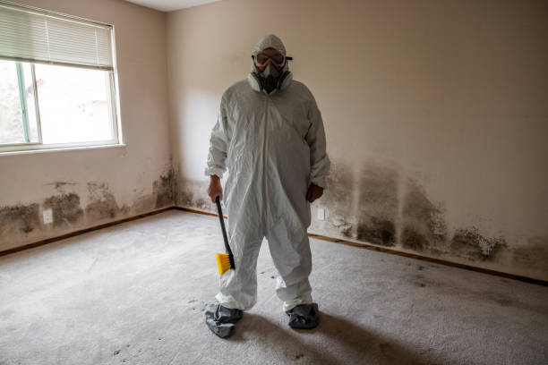 Best Emergency Mold Remediation  in Leadville, CO