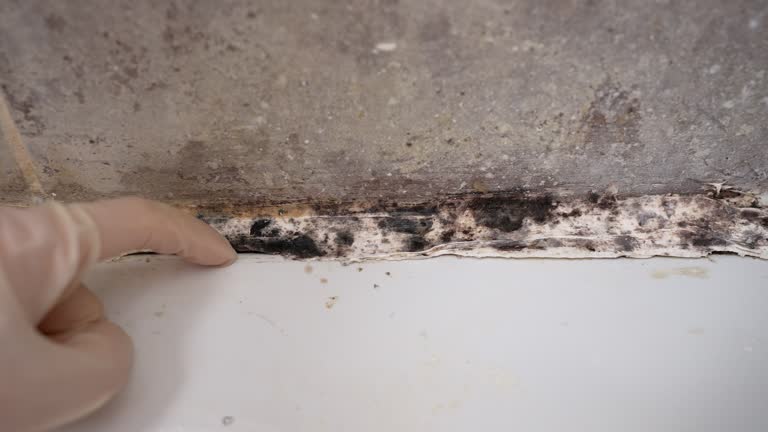 Best Mold Odor Removal Services  in Leadville, CO