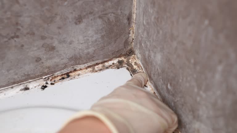 Best Mold Remediation for Healthcare Facilities  in Leadville, CO